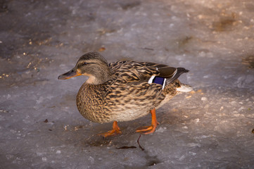 Duck walking on ice.