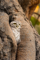 Spotted owlet