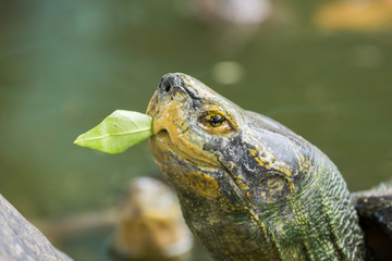 Turtle eating morning glory