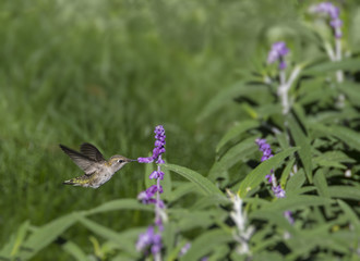Female Black-chinned Hummingbird