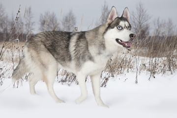 Naklejka premium Purebred Siberian Husky dog outdoors