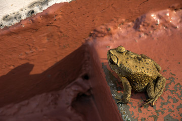 Toad on stairs
