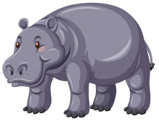Hippo with gray skin