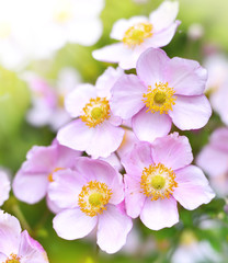 Wild anemone hupehensis or thimble weed in the sun. selective focus of wildflowers in autumn with copy space