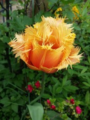 exotische Tulpenschönheit