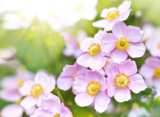 Wild anemone hupehensis or thimble weed in the sun. selective focus of wildflowers in autumn with copy space