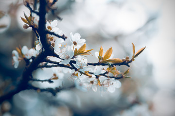 Flowering apple trees. background with blooming flowers on a spring day.