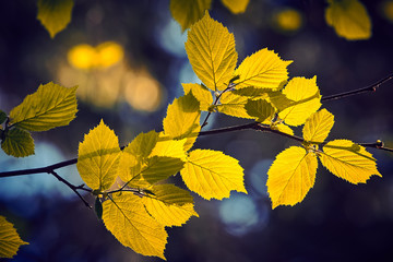 Fresh green leaves on the branch with daylight.
