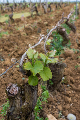 dégats du gel sur les vignes