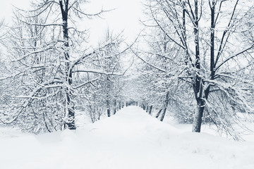 alley in park