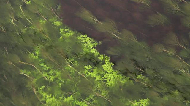 Algas o Plantas acuaticas en  Rio