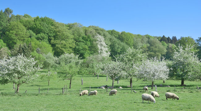 Fr&uuml;hling am Solinger Obstweg bei Untenr&uuml;den an der Wupper im Bergischen Land,NRW,Deutschland