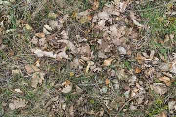 Forest floor in spring, dry oak and beech leaves, green grass, flowers. Aerial view 