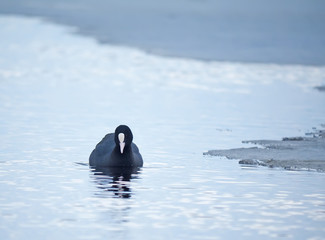 Rare bird coot on the lake