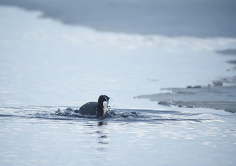 Rare bird coot on the lake
