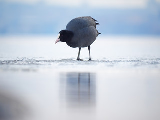 Rare bird coot on the lake