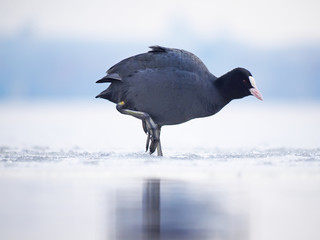 Rare bird coot on the lake