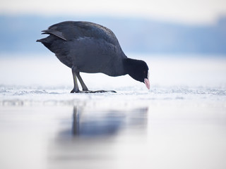 Rare bird coot on the lake