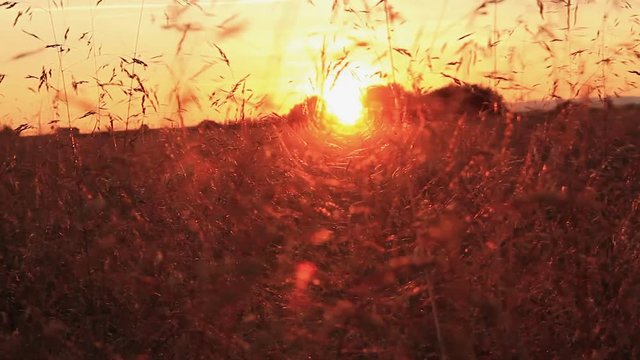 Puesta de Sol entre Hierbas Silvestres a C&aacute;mara Lenta