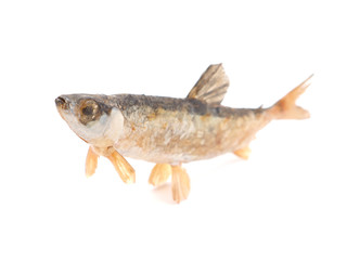 Dried fish on a white background