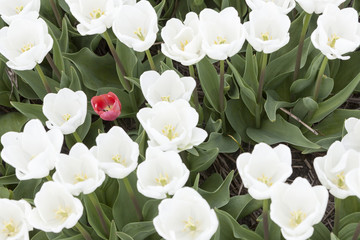 one red tulip between white ones in garden seen from above