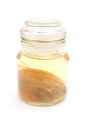 fish in a glass jar on a white background