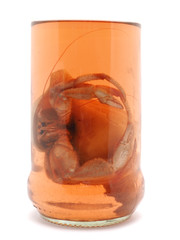 crab with sea anemone in a glass jar on a white background