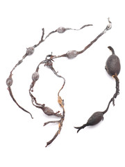 Dried seaweed fucus on a white background