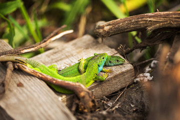 Naklejka na ściany i meble Pair of green lizard (Lacerta bilineata) in the wild 