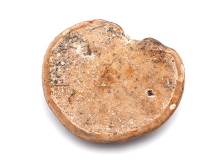 Polypore mushroom on a white background