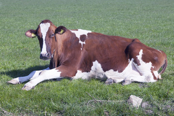 red and white cow lies in green grassy meadow and looks