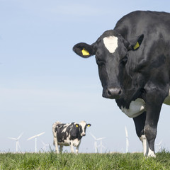 black and white cow stares in green grassy meadow under blue sky