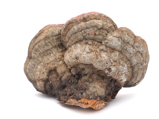 Polypore mushroom on a white background