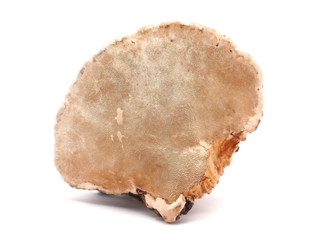 Polypore mushroom on a white background