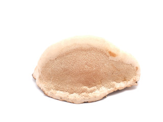 Polypore mushroom on a white background