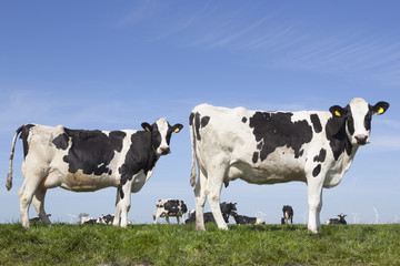 Naklejka na ściany i meble black and white cows stare in green grassy meadow under blue sky