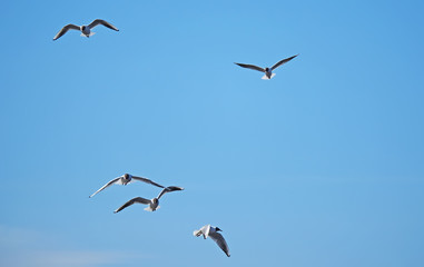 seagull in flight