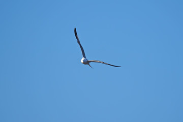 seagull in flight
