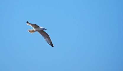 seagull in flight