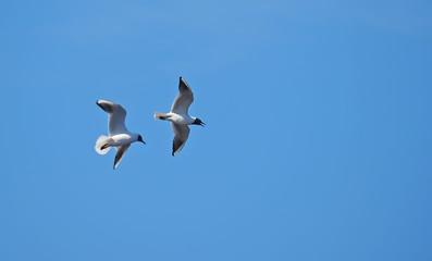 seagull in flight