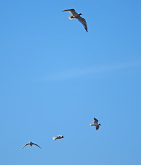 seagull in flight
