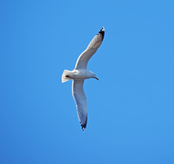 seagull in flight