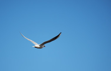 seagull in flight
