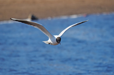 seagull in flight