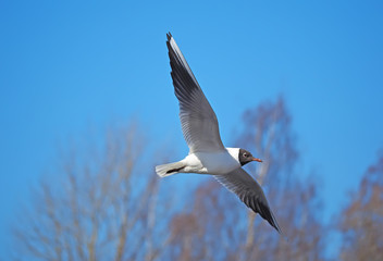 seagull in flight