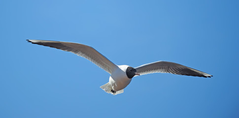 seagull in flight