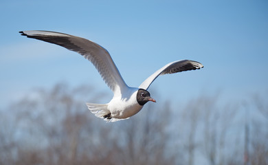 seagull in flight
