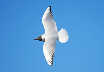 seagull in flight