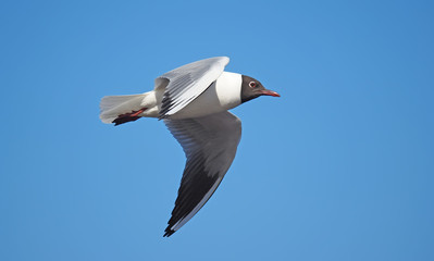 seagull in flight