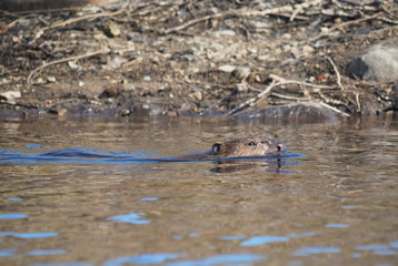 beaver on the river